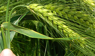 Syngenta - SY Baracooda