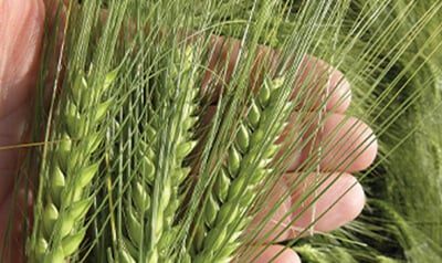 Syngenta - SY Dakoota