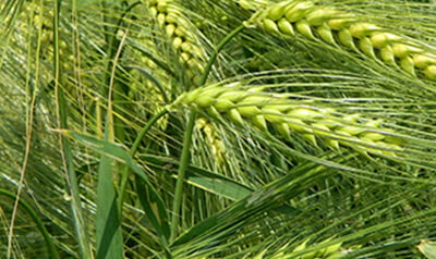 Syngenta - SY Galileoo