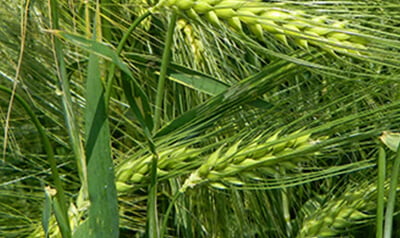 Syngenta - SY Kestrel