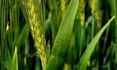 Syngenta - SY Loona
