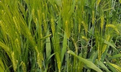 Syngenta - SY Maliboo