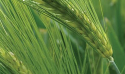 Syngenta - SY Moovy