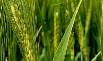 Syngenta - SY Zoomba