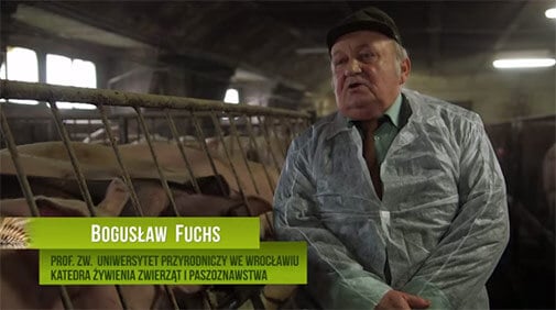Ocena jęczmienia hybrydowego jako podstawowej paszy w tuczu świń - profesor