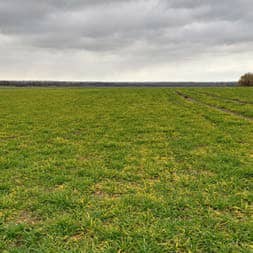 Żółta karłowatość jęczmienia - polowe objawy