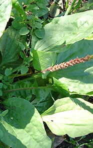 Babka zwyczajna