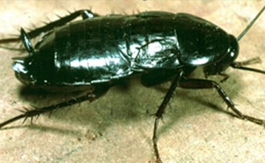 Karaczan wschodni
