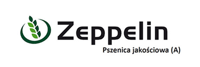 Pszenica jakościowa Zeppelin