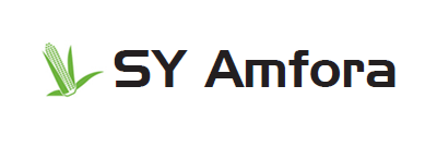 Kukurydza SY Amfora - odmiana na kiszonkę