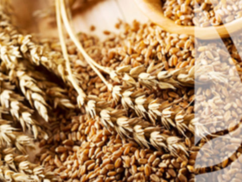 Odmiany jakościowe, elitarne i chlebowe – charakterystyka poszczególnych kategorii pszenicy