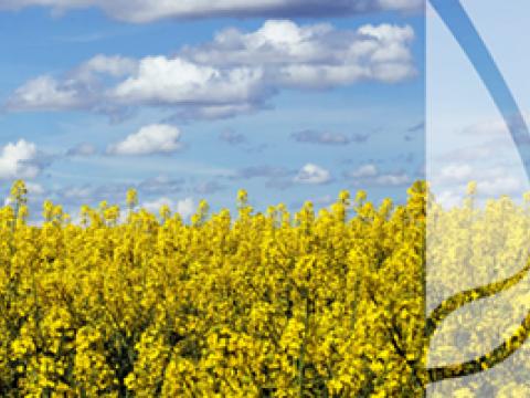Odmiany rzepaku, które przynoszą najwyższe plony