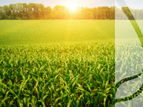 Oprysk na kukurydzę – kiedy wykonać zabieg na chwasty i jaki preparat wybrać?