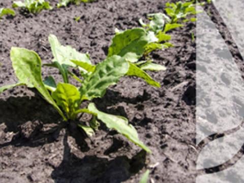 siejesz-buraki-lub-straczkowe-po-kukurydzy-jaki-produkt-chwastobojczy