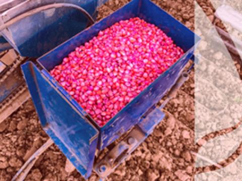 Zaprawianie zboża – sposoby zaprawiania nasion