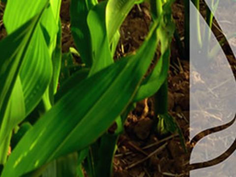 Zabiegi agrotechniczne zabezpieczające kukurydzę przed suszą