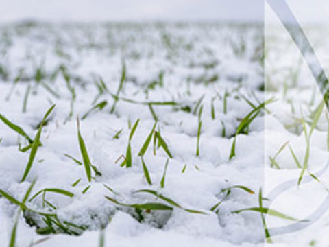Przezimowanie zbóż – jak wspierać uprawy, by przetrwały zimę?