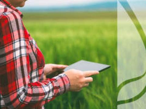 Integrowana ochrona roślin – jak przebiega?