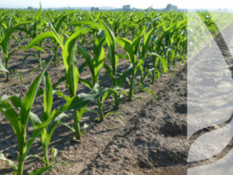 Ochrona kukurydzy – o czym pamiętać?