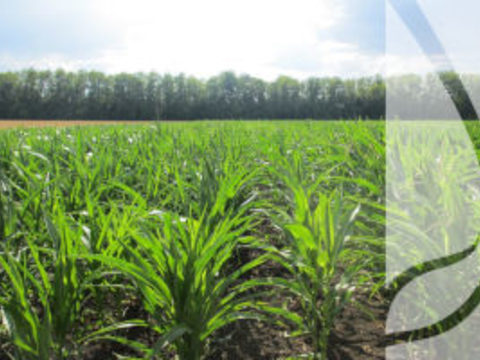 Jakie odmiany kukurydzy będą dobre na kiszonkę, a jakie na ziarno?