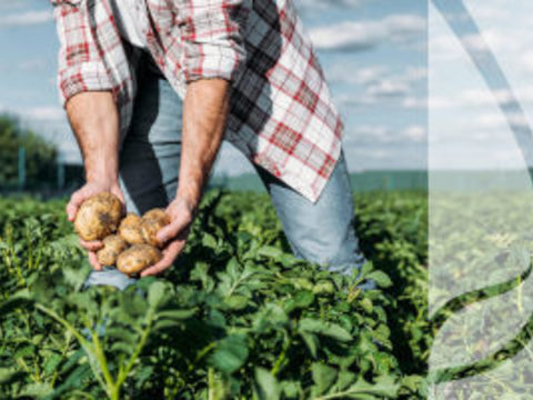 Nowe odmiany ziemniaków – czy przyniosą nowe choroby?