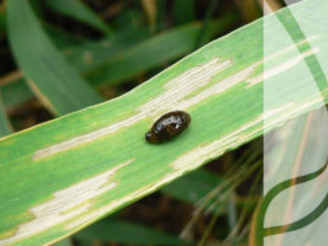 Wiosenny zabieg insektycydowy – jak sobie radzić ze szkodnikami w zbożach