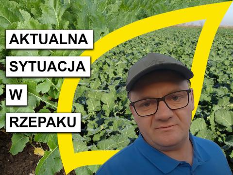 Co zrobić, żeby rzepak nie bał się zimy?