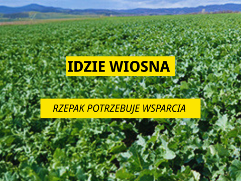 Idzie wiosna – rzepak potrzebuje wsparcia