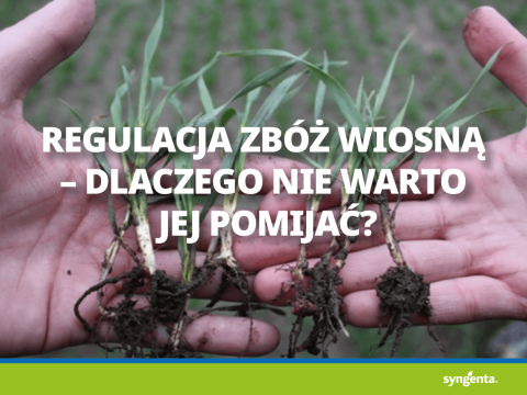 Regulacja zbóż wiosną – dlaczego nie warto jej pomijać?