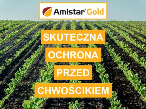 Reklama Amistar Gold: rzędy upraw i napis „Skuteczna ochrona przed chwościkiem”