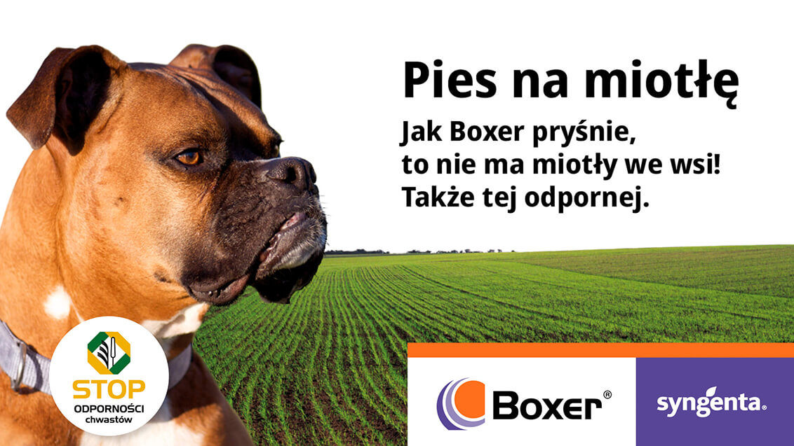 Boxer - pies na miotłę