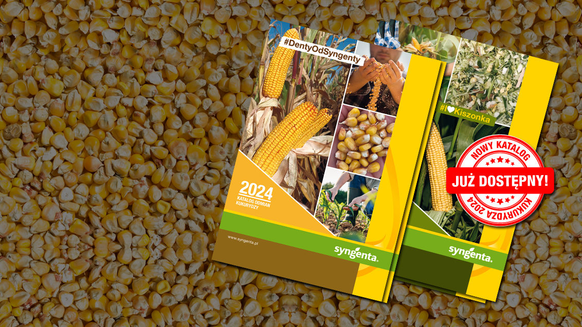Nowy katalog odmian kukurydzy już jest dostępny!