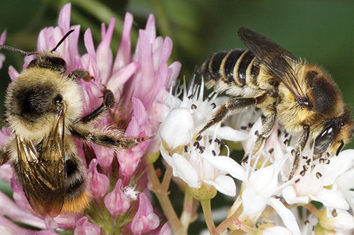 Syngenta tworzy siedliska z pożywieniem dla pszczół