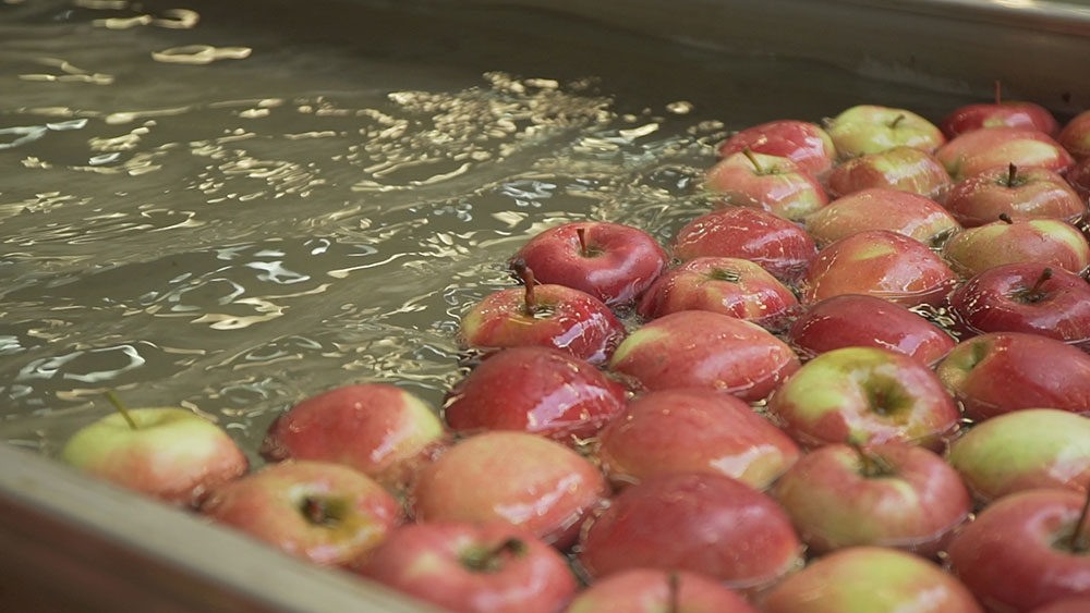 Wszystko co powinieneś wiedzieć o uprawie jabłoni