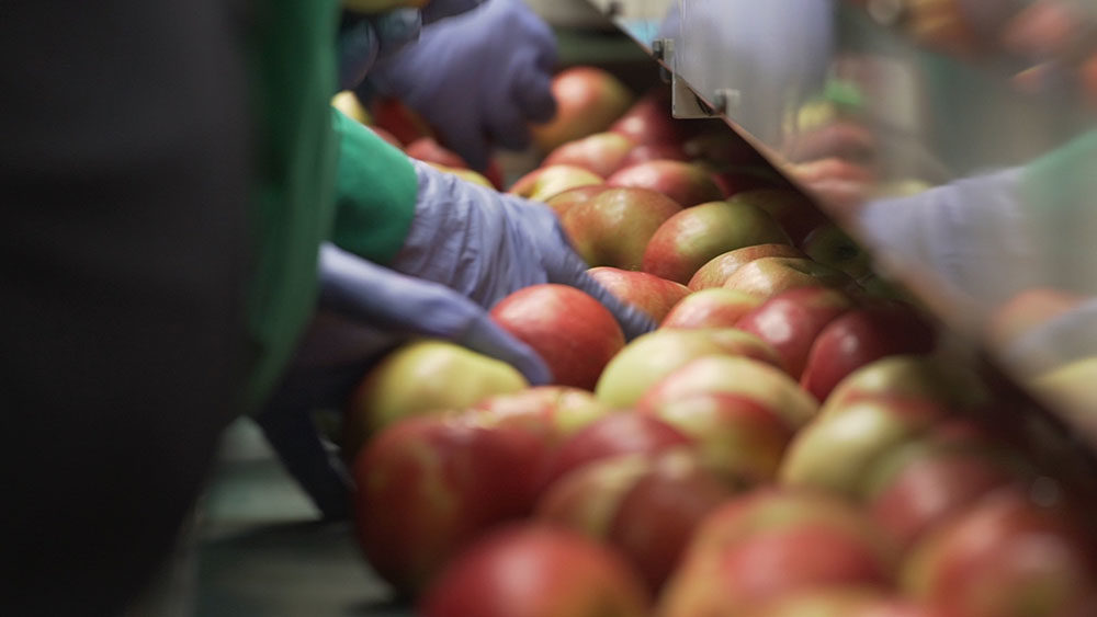 Wszystko co powinieneś wiedzieć o uprawie jabłoni