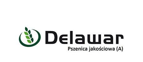 Pszenica jakościowa Delawar