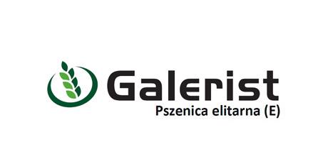 Pszenica elitarna Galerist
