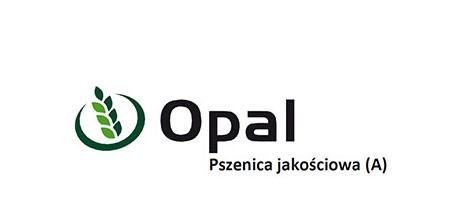 Pszenica jakościowa Opal