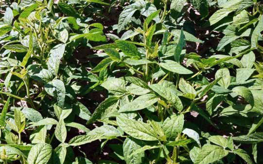 Herbicyd Boxer – zakres rejestracji i główne zalety