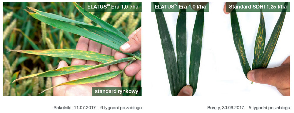 Fungicyd Elatus Era - SOLATENOL to idealne zabezpieczenie całej blaszki liściowej