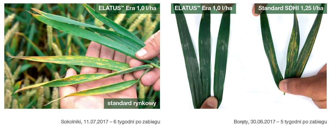 Fungicyd Elatus Era - idealne zabezpieczenie całej blaszki liściowej