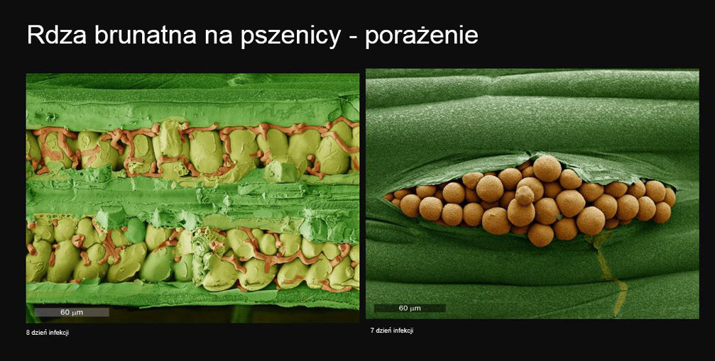 Fungicyd Elatus Era - rdza brunatna na pszenicy - porażenie