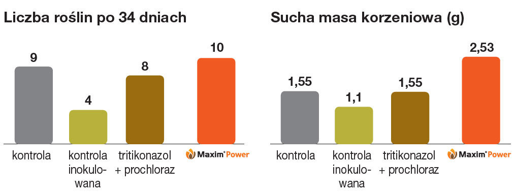 Zaprawa nasienna Maxim Power - doświadczenie w rizotronach UTP Bydgoszcz