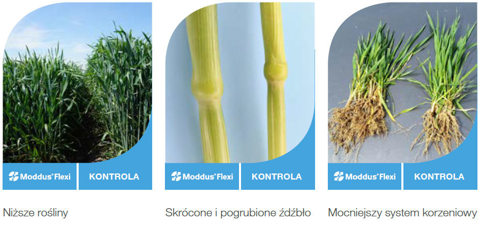 Regulator wzrostu Moddus Flexi - skraca i reguluje wzrost zbóż