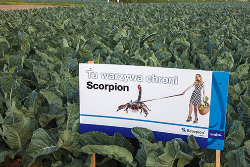 Fungicyd Scorpion - chroni warzywa