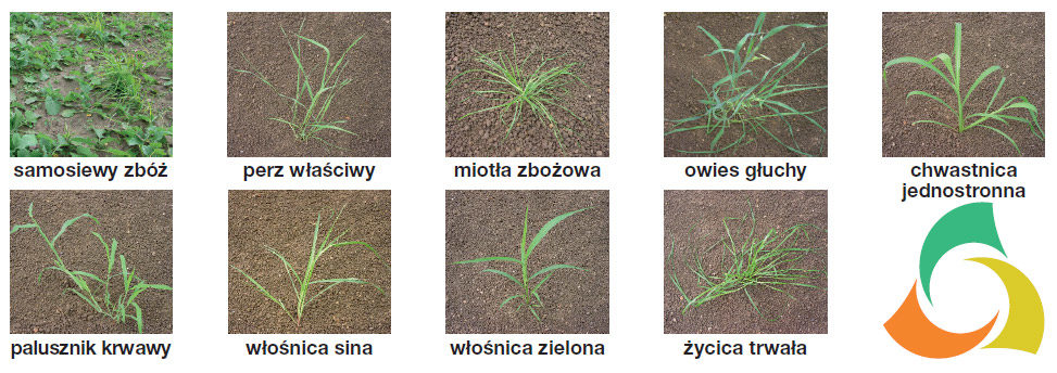 Herbicyd Zetrola - spektrum działania