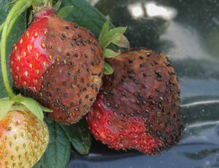 Fungicyd Scorpion - objawy antraknozy truskawki na owocach