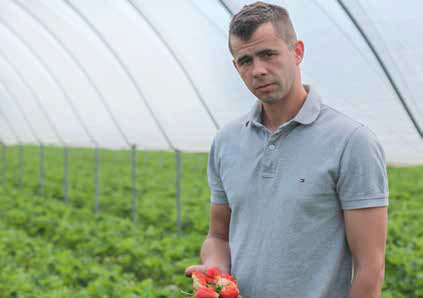 Przemysław Nowicki produkuje wyłącznie deserowe truskawki