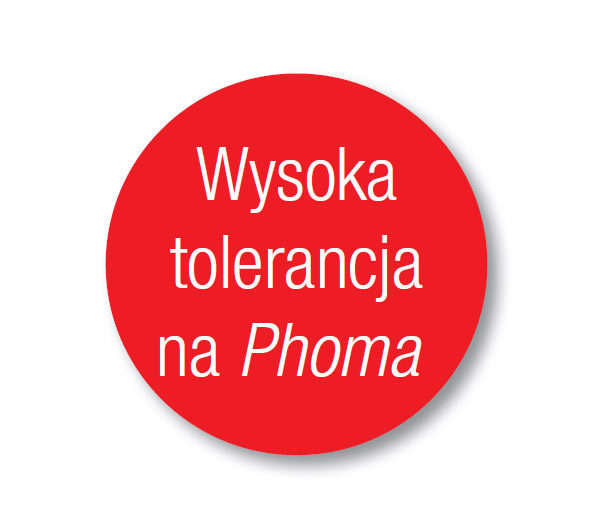 Rzepak SY Iowa odmiana mieszańcowa - wysoka tolerancja na Phoma