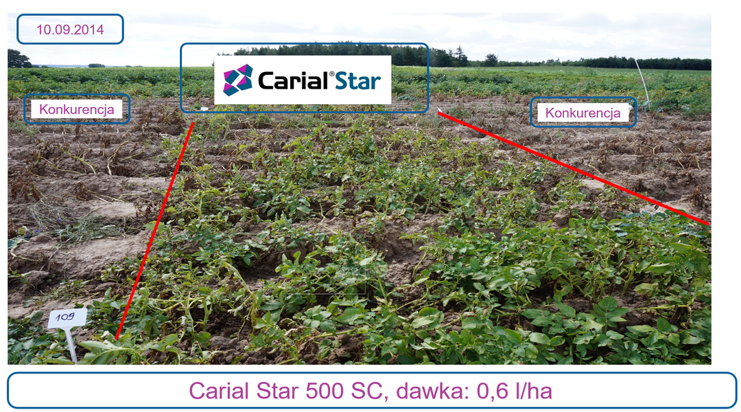 Fungicyd Carial Star 500 SC, dawka: 0,6l/ha